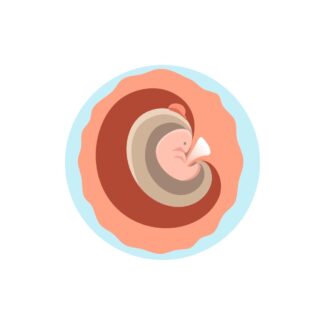 État de l’embryon pendant le premier mois 