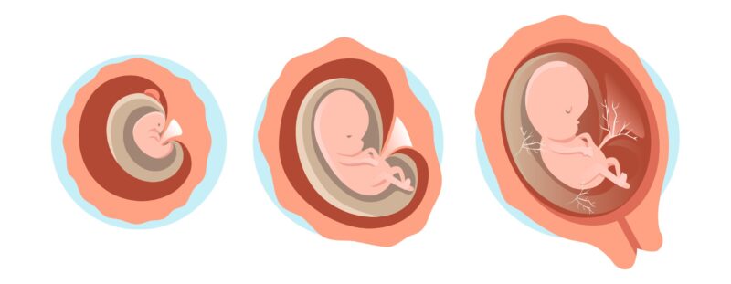 Développement du fœtus 1er trimestre de grossesse